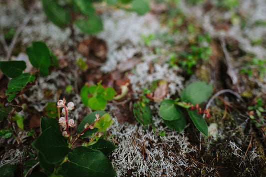 Running Gently with Indigenous Women Outdoors