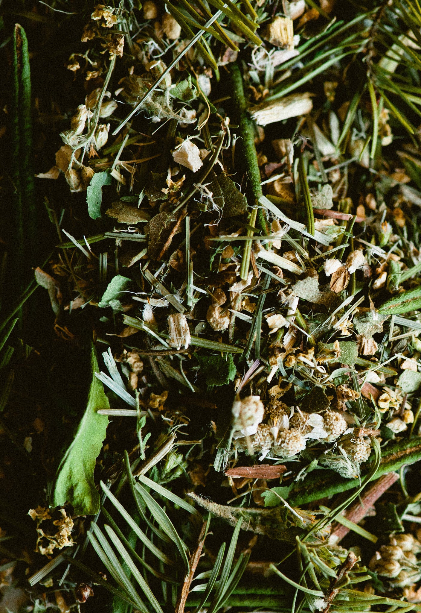 Cold and Flu Tisane a foraged with wild bough of botanical with low light and dark contrast.